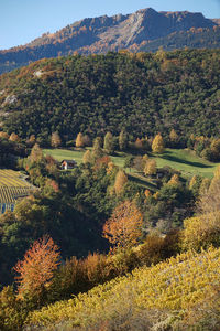 Scenic view of tree mountain at salgesch during autumn