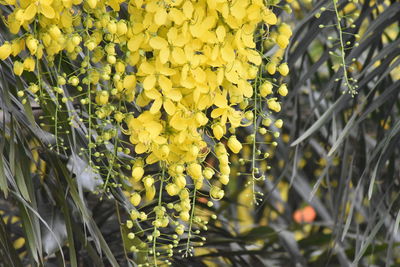 Close-up of yellow flowering plants on field