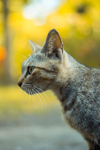 Close-up of a cat looking away