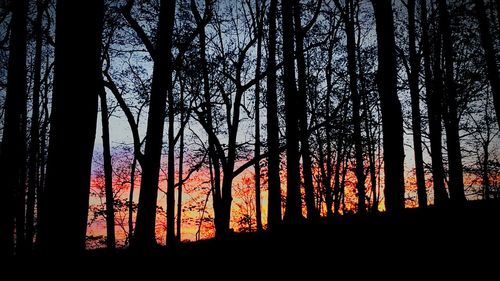 Silhouette trees in forest against sky