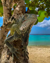 Close-up of iguana on beach