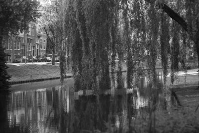 Trees by lake