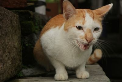 Close-up of ginger cat sitting outdoors