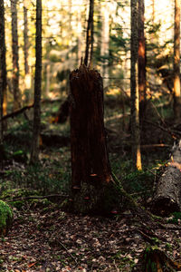 Trees growing in forest