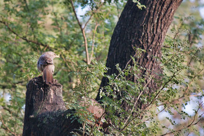 Bird perching on wooden post in forest