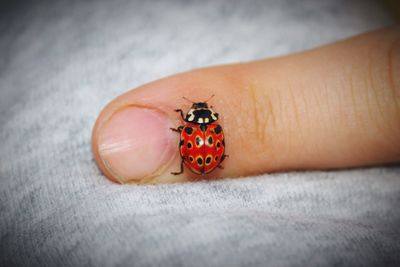 Close-up of person hand holding ladybug