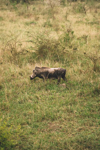 Deer on field