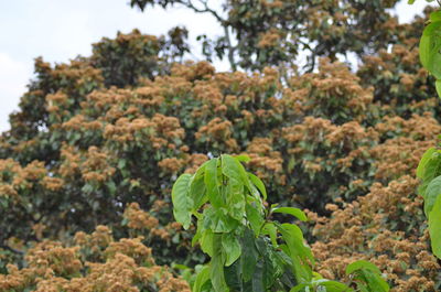 Close-up of fresh green plant