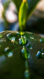 Close-up of raindrops on leaf