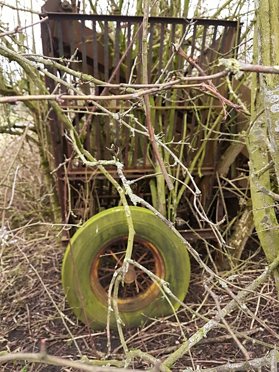 CLOSE-UP OF PLANT IN FOREST