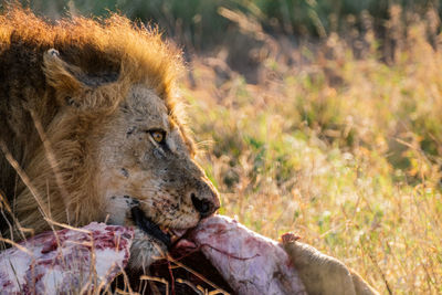 Full length of a cat