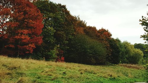 Trees growing on grassy field against sky