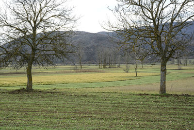 Scenic view of grassy field against sky