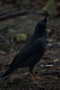 Close-up of a bird