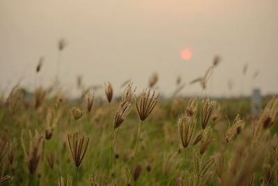 Plants growing on field against sky during sunset