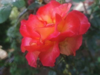 Close-up of red rose blooming outdoors