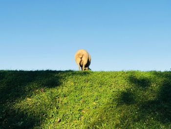 Sheep grazing on field against clear sky