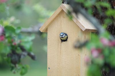 Bird moving in