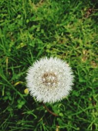 Close-up of dandelion