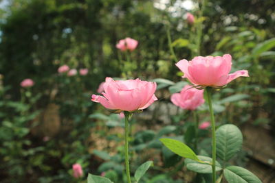 Close-up of pink flowering plant