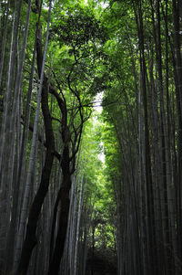 View of trees in forest