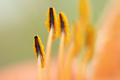 Close-up of yellow flowering plant