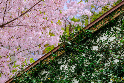 Low angle view of tree