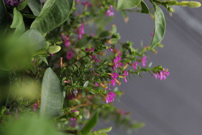 Close-up of pink flowering plant