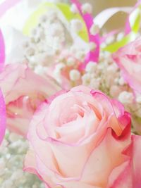 Close-up of pink rose