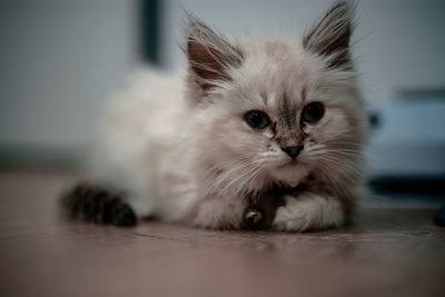 Portrait of cat relaxing on floor