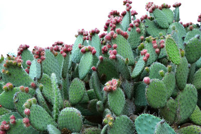 Close-up of prickly pear cactus