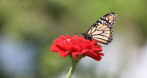 Close-up of butterfly pollinating on flower