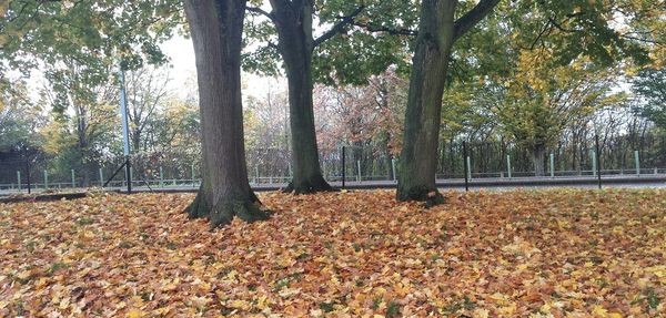 Fallen leaves on tree trunk