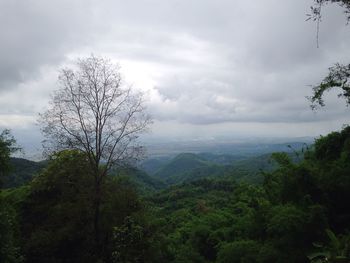 Scenic view of forest against sky