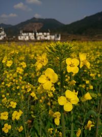 Close up of yellow flowers blooming in field