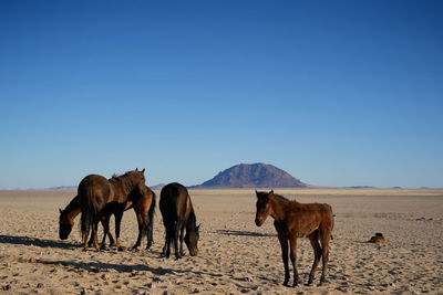 Horses on field against clear blue sky