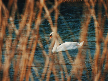 Swan swimming in lake