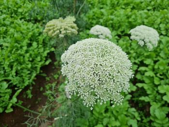 Close-up of green leaves