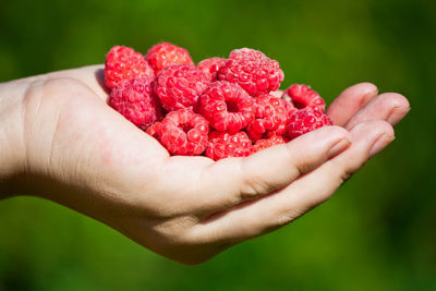 Cropped hand of person holding raspberries