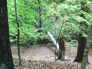 Trees in forest