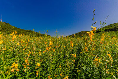 Scenic view of flowering plants on field against clear blue sky