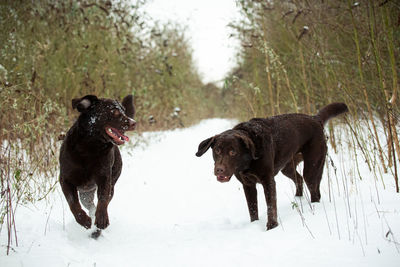 Brown dogs on snow covered land