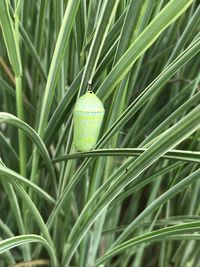 New monarch butterfly chrysalis in the grass