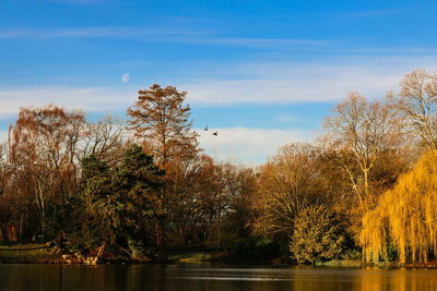 Reflection of trees in calm lake