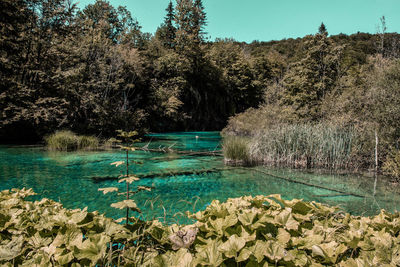 Scenic view of lake by trees against sky