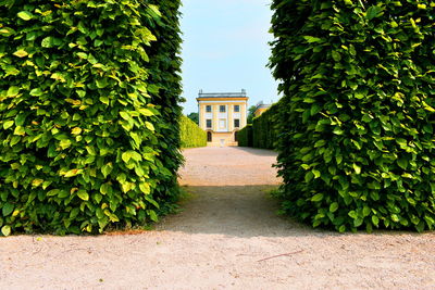 Ivy growing on footpath by building