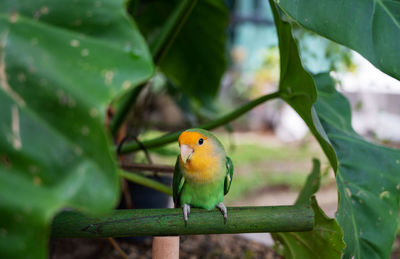 Close-up of bird perching on plant