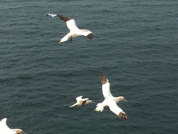 Seagulls flying over sea