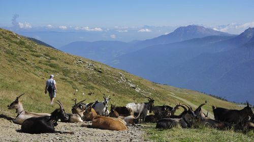 Goats on hiking trail
