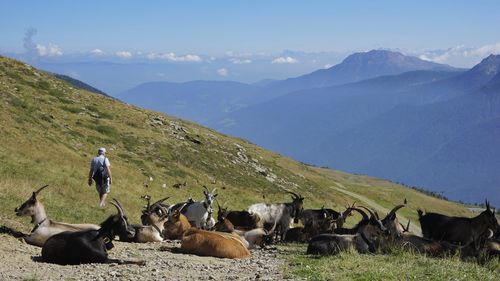 View of horses on field against mountains